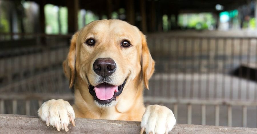 Pros y contras de ADOPTAR UNA MASCOTA