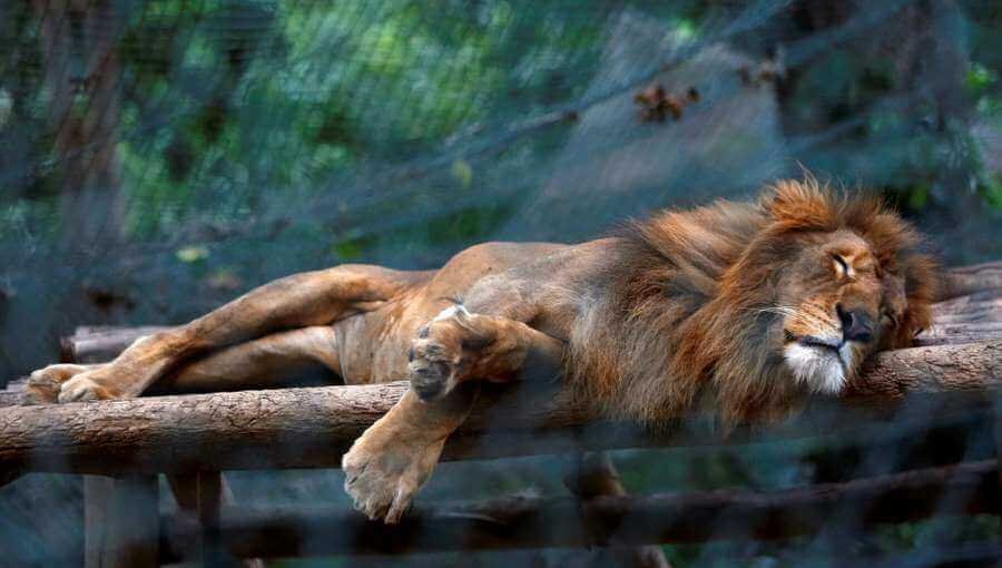 Pros y contras de LOS ZOOLÓGICOS